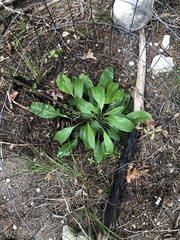 Salvia pentstemonoides