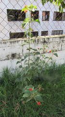 Lantana camara