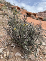 Coleogyne ramosissima