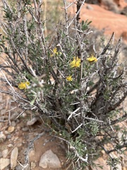 Coleogyne ramosissima