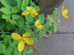 Chelidonium majus