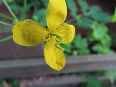 Chelidonium majus