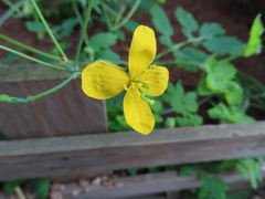 Chelidonium majus