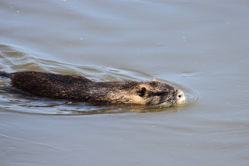 Nutrija (Myocastor coypus)