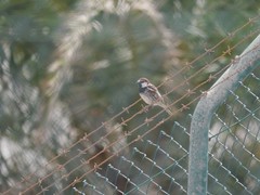 Passer hispaniolensis hispaniolensis