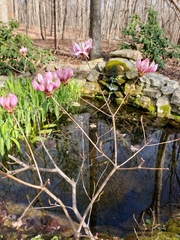 Rhododendron flammeum