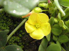 Oxalis megalorrhiza