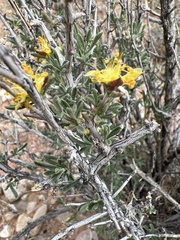 Coleogyne ramosissima