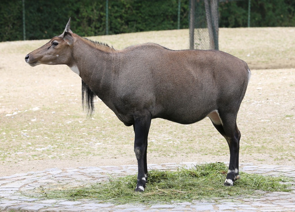 Nilgai