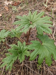 Cacaliopsis nardosmia