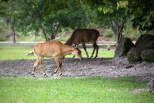 Nilgai