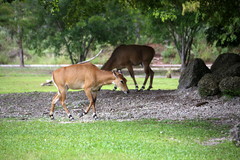 Nilgai photo 5