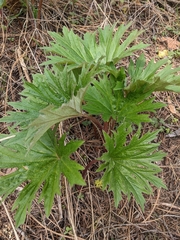 Cacaliopsis nardosmia