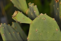 Opuntia keyensis