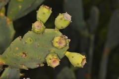 Opuntia keyensis