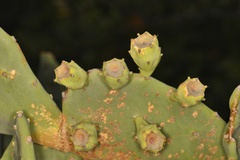 Opuntia keyensis