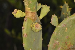 Opuntia keyensis