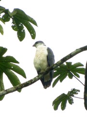 Pseudastur occidentalis