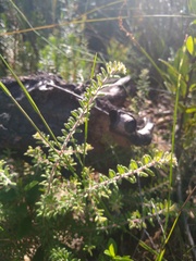 Persoonia hirsuta evoluta