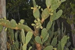 Opuntia keyensis
