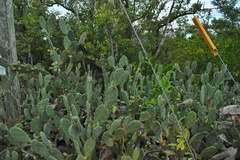 Opuntia keyensis