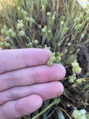 Plagiobothrys greenei