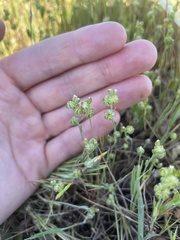 Plagiobothrys greenei