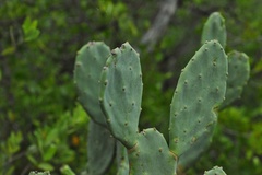 Opuntia keyensis