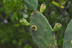 Opuntia keyensis