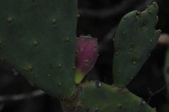 Opuntia keyensis