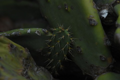 Opuntia keyensis