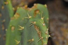 Opuntia keyensis
