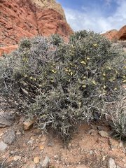 Coleogyne ramosissima