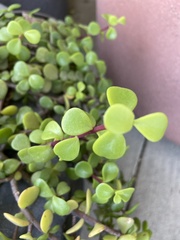 Portulacaria