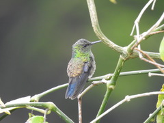 Chlorostilbon melanorhynchus