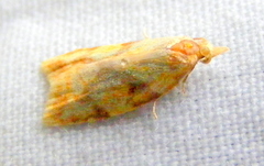 Sparganothis sulfureana