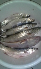 Osteochilus vittatus