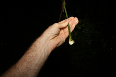 Cordyline petiolaris