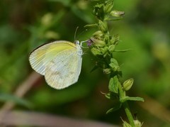 Eurema elathea flavescens