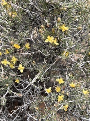 Coleogyne ramosissima