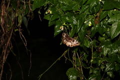 Erebus terminitincta