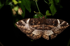 Erebus terminitincta