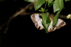 Erebus terminitincta