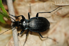 Carabus goryi