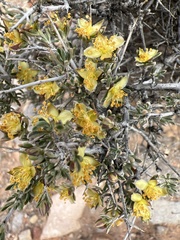 Coleogyne ramosissima