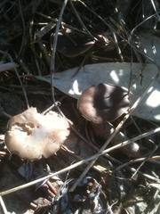 Strobilurus stephanocystis