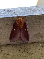 Anisota pellucida
