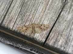 Eupithecia cocciferata