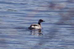 Podiceps auritus