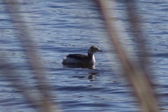 Podiceps auritus